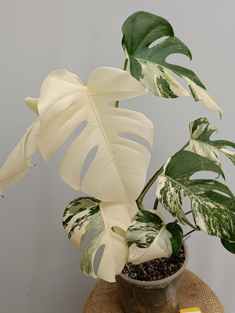 Monstera deliciosa variegata albo fullmoon