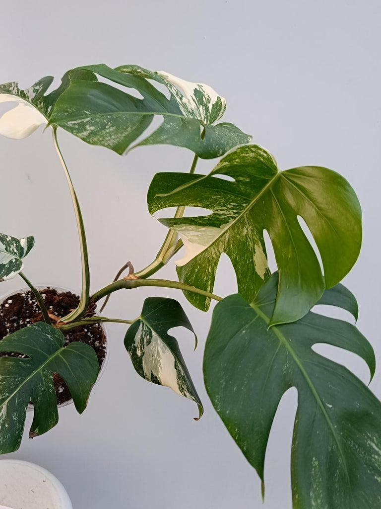 Monstera deliciosa variegata albo