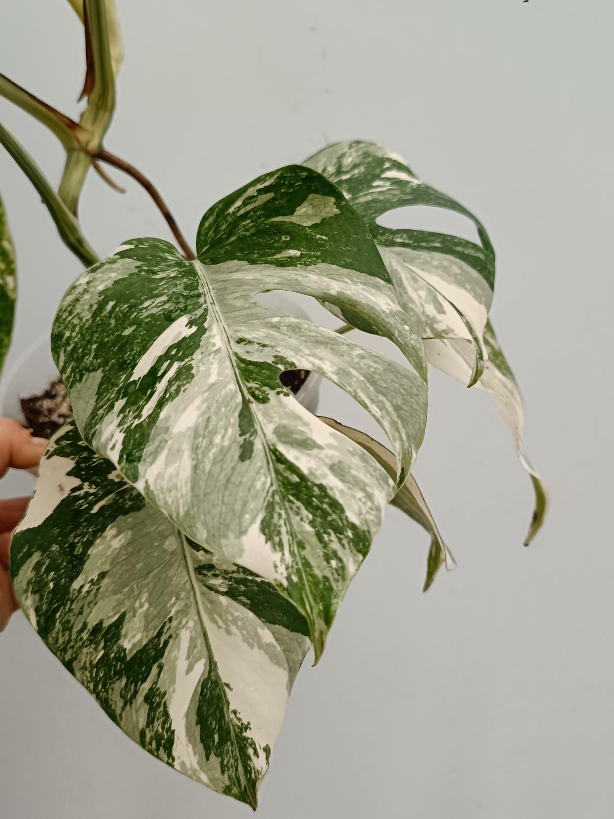 Monstera deliciosa variegata albo extra white