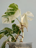 Monstera deliciosa variegata albo extra white