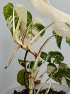 Monstera deliciosa variegata albo extra white