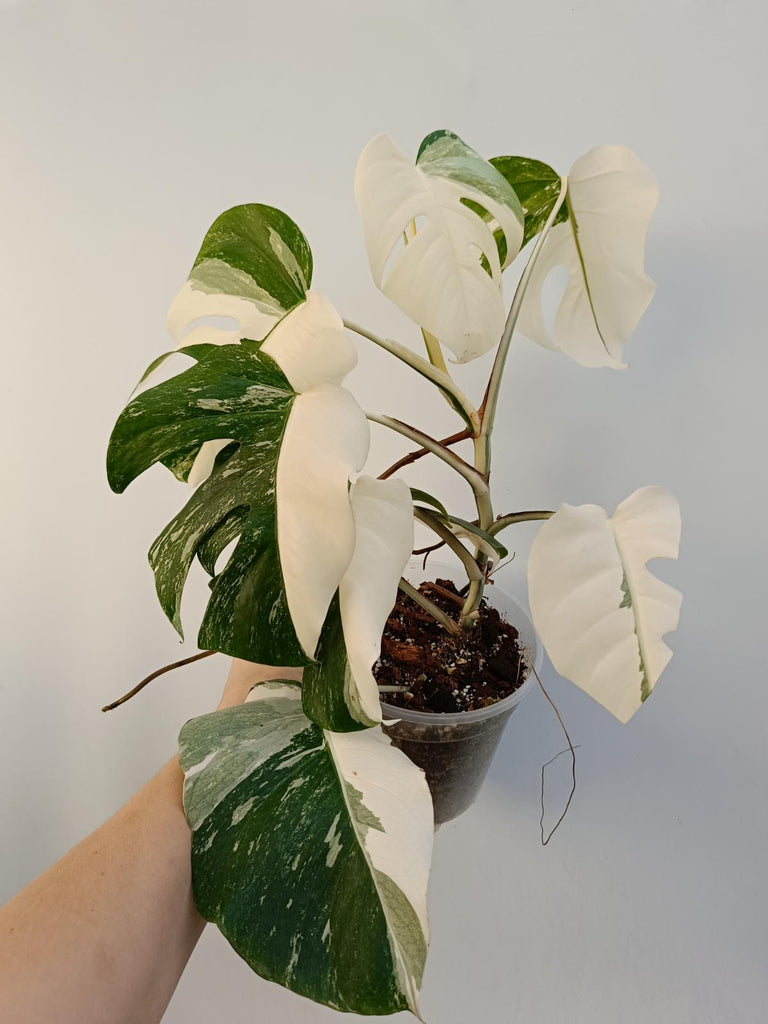 Monstera deliciiosa variegata albo extra white