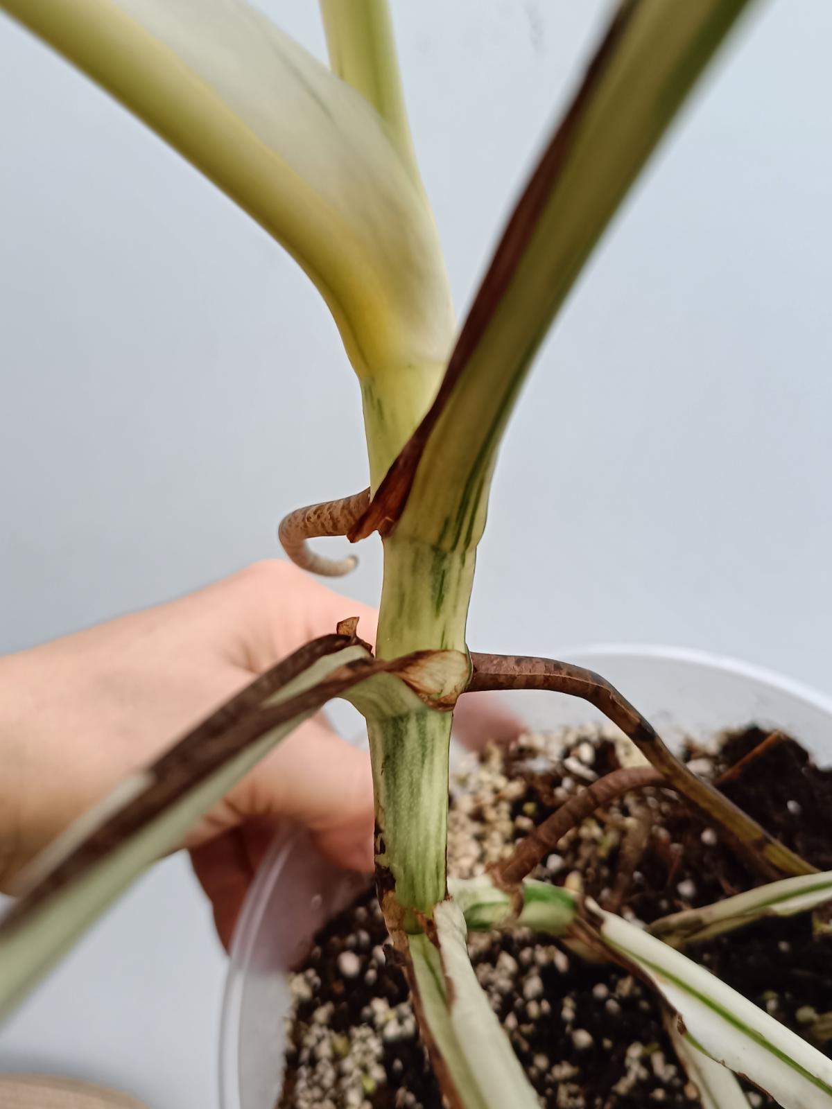 Monstera deliciosa variegata albo extra white