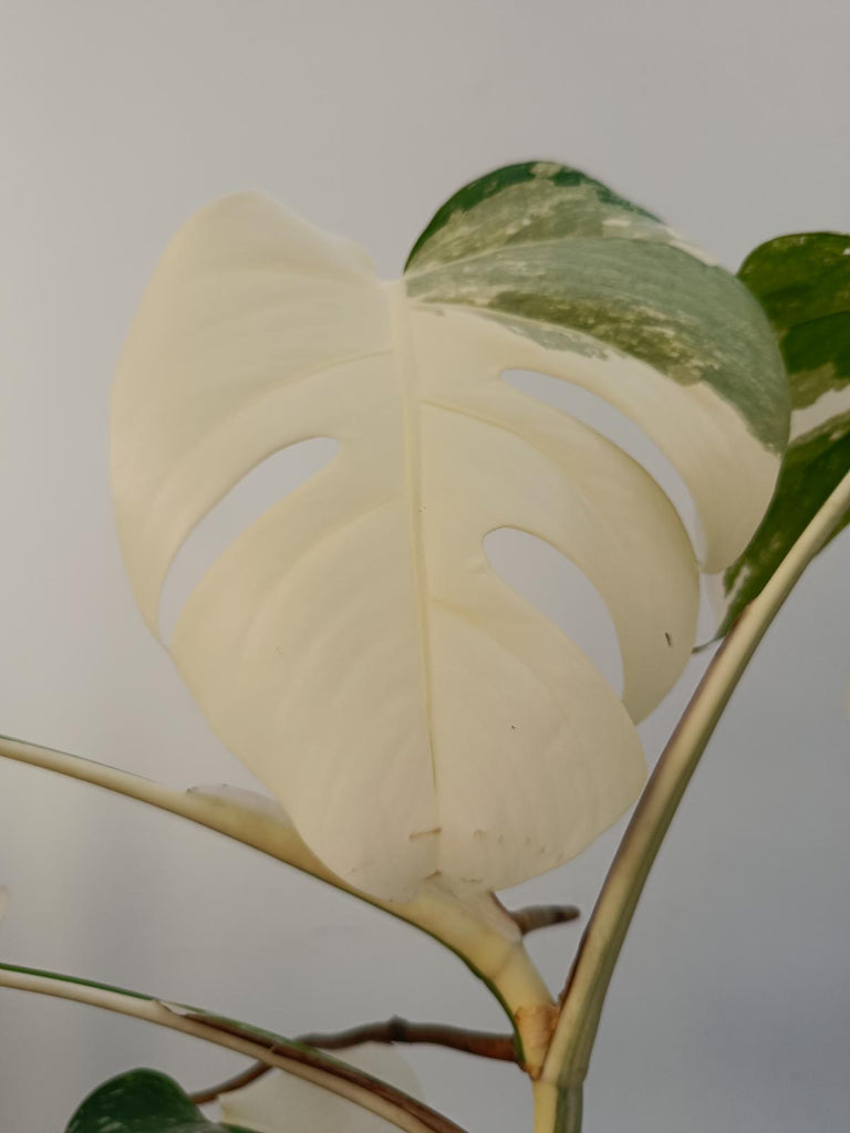 Monstera deliciiosa variegata albo extra white