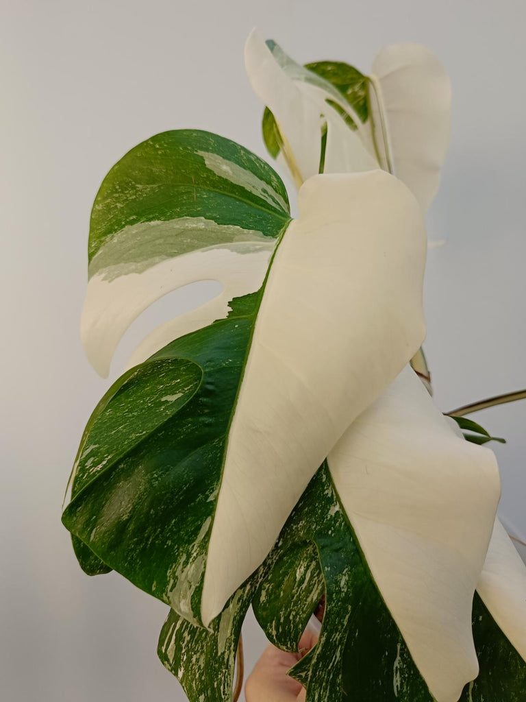 Monstera deliciiosa variegata albo extra white