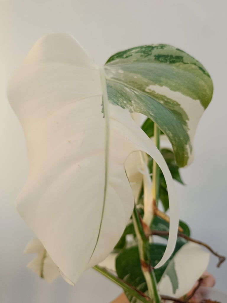 Monstera deliciiosa variegata albo extra white