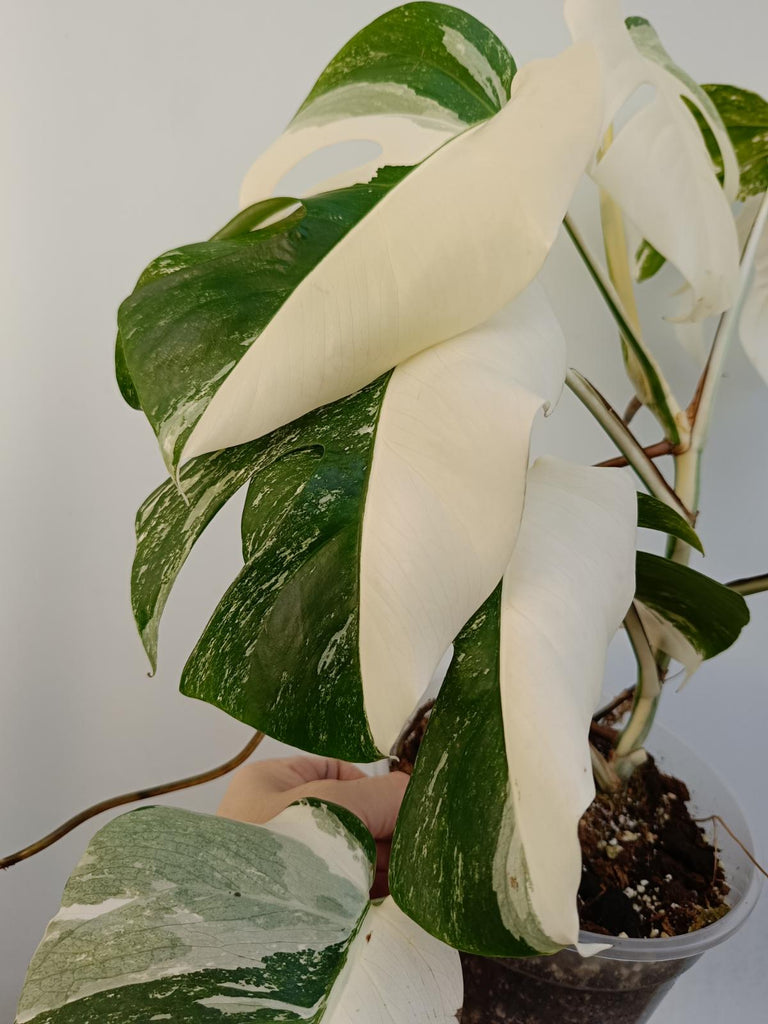 Monstera deliciiosa variegata albo extra white