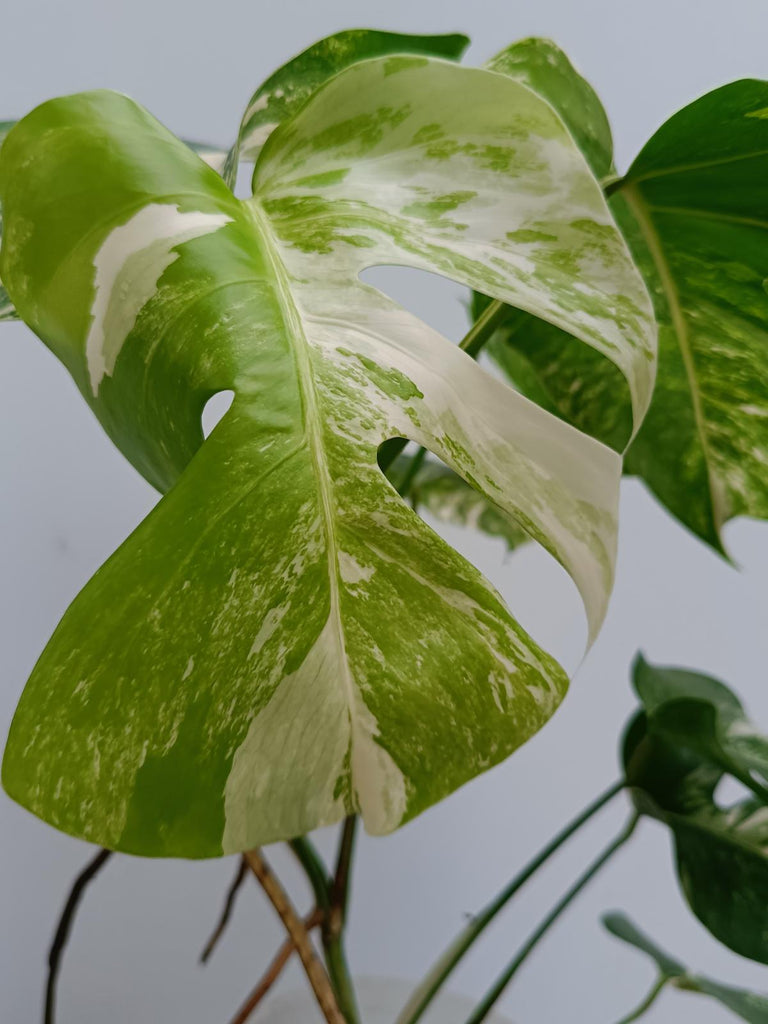 Monstera deliciosa variegata albo