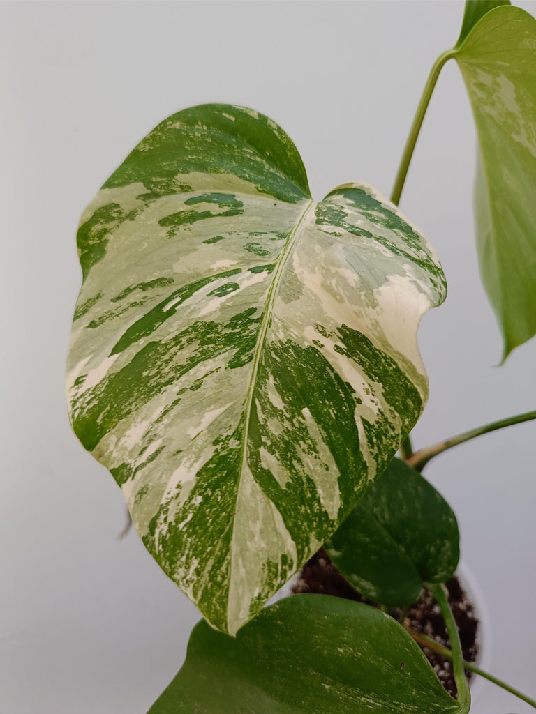 Monstera deliciosa variegata albo