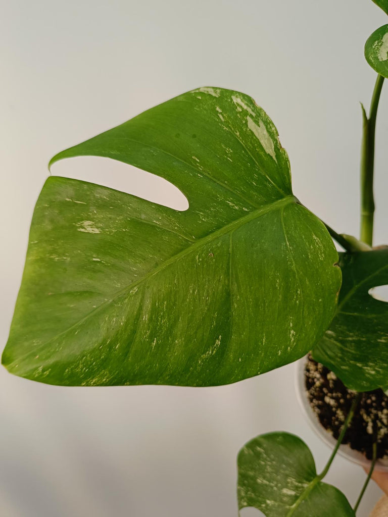 Monstera deliciosa variegata albo