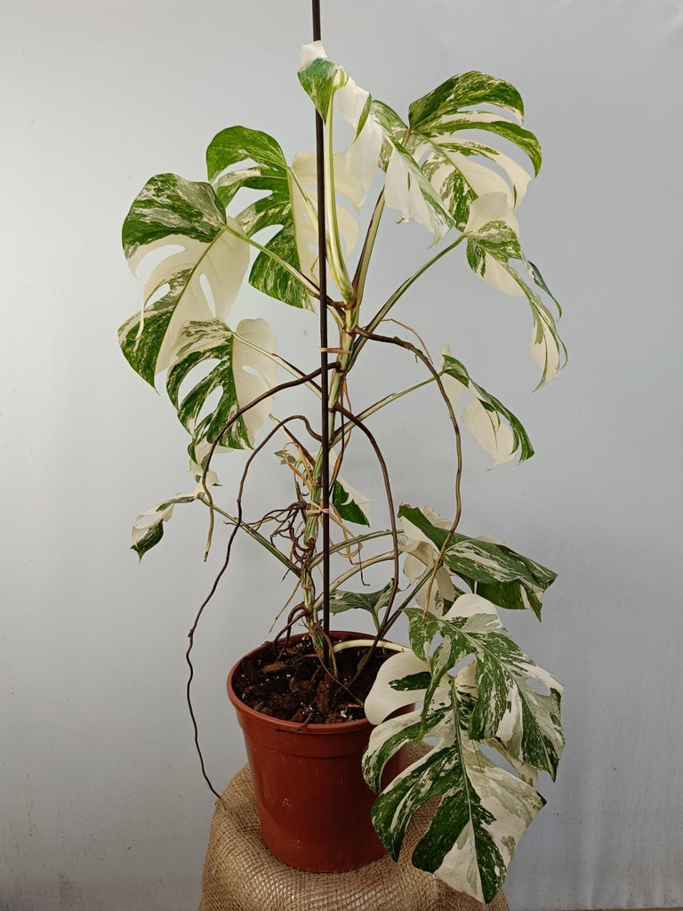 Monstera deliciosa variegata albo xxl