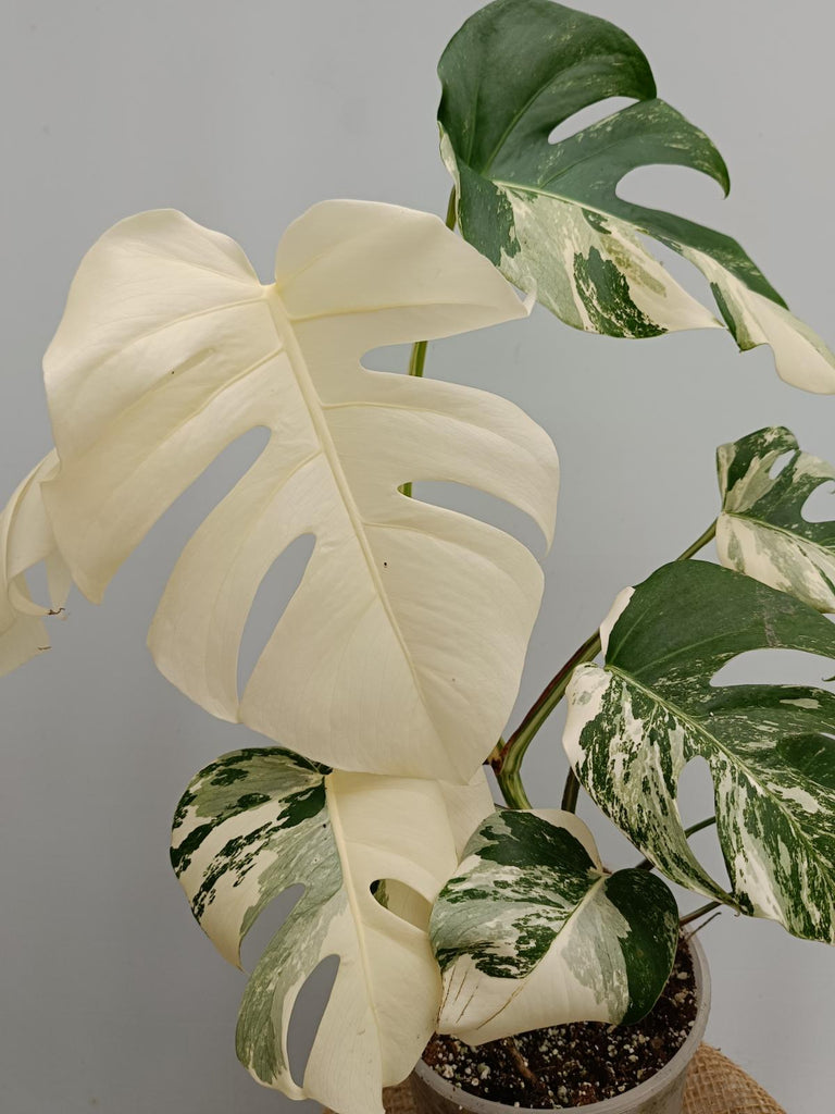 Monstera deliciosa variegata albo fullmoon