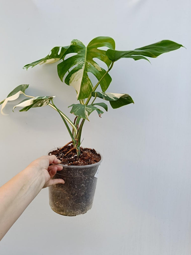 Monstera deliciosa variegata albo