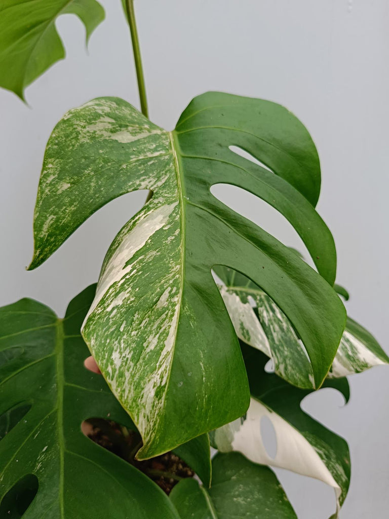 Monstera deliciosa variegata albo