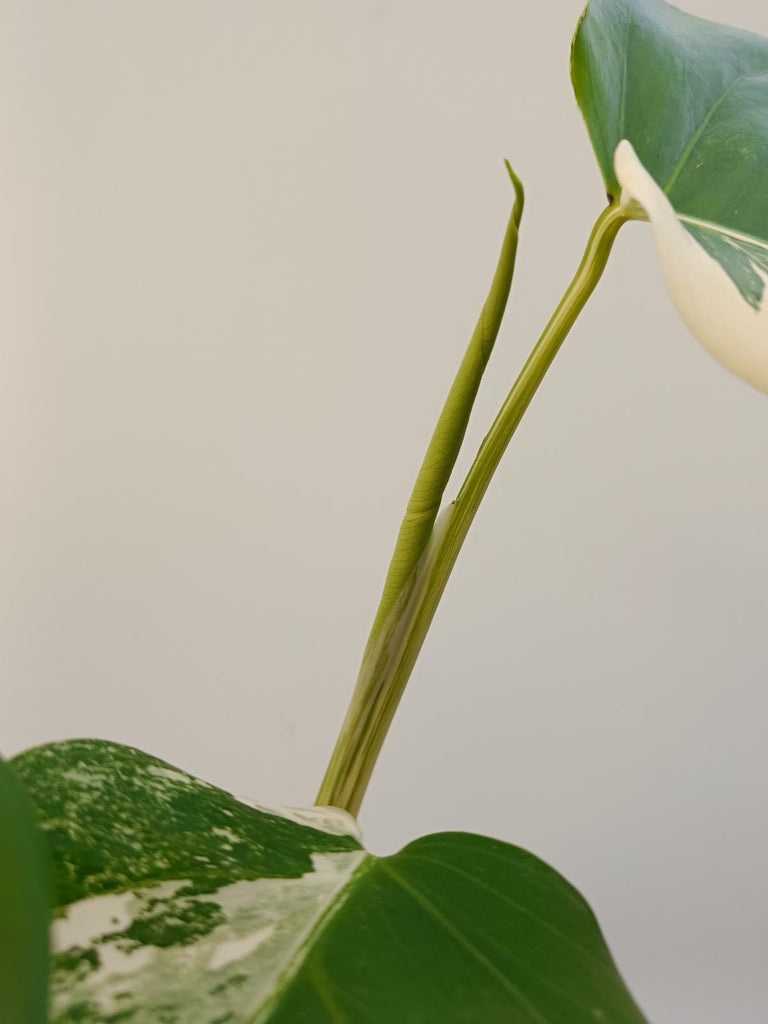 Monstera deliciosa variegata albo