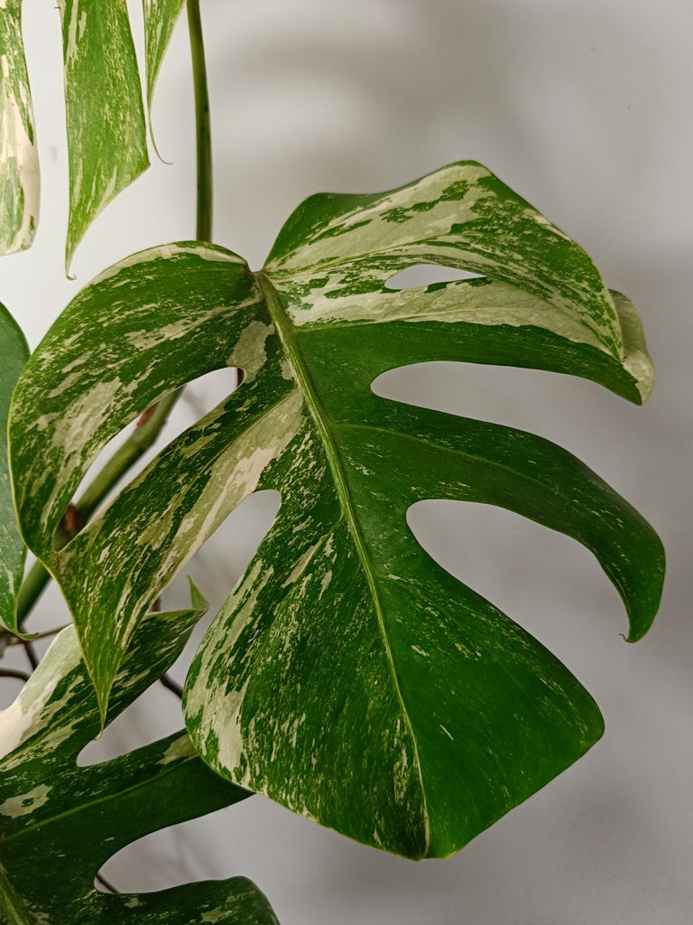 Monstera deliciosa variegata albo