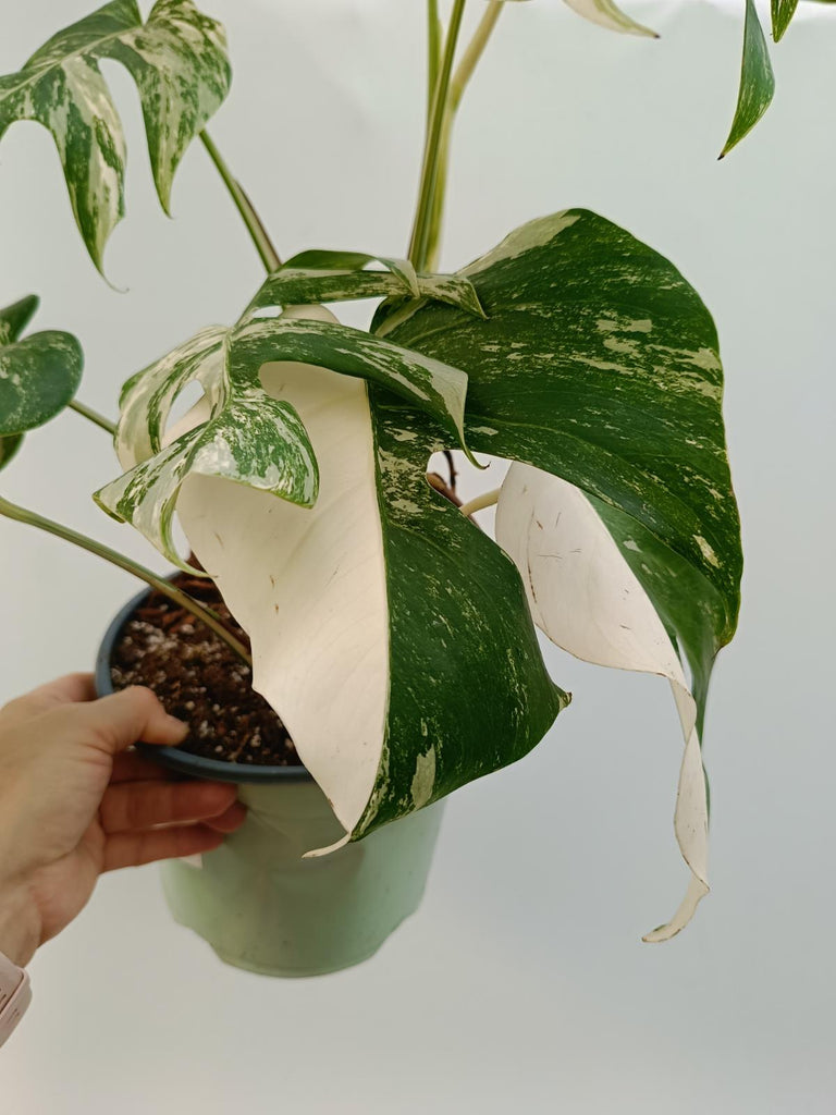 Monstera deliciosa variegata albo