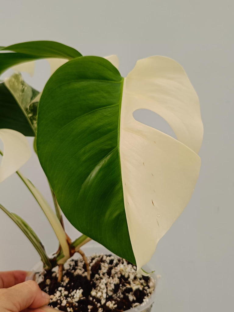 Monstera deliciosa variegata albo HALFMOON