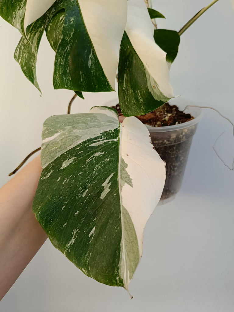 Monstera deliciiosa variegata albo extra white