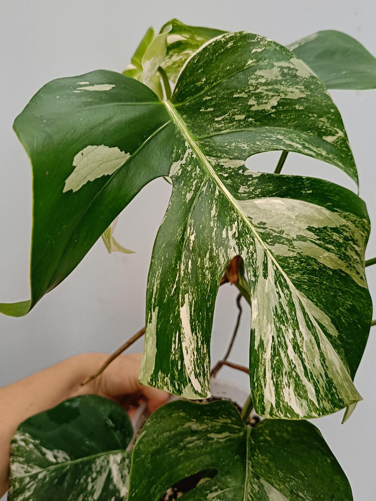 Monstera deliciosa variegata albo