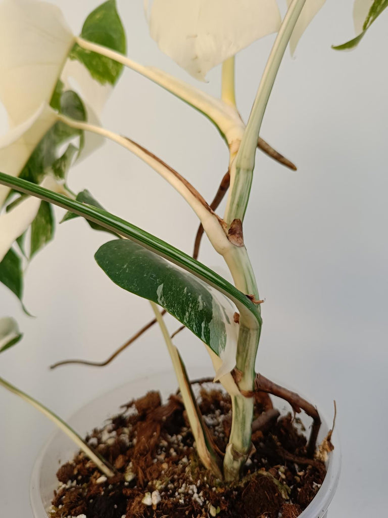 Monstera deliciiosa variegata albo extra white