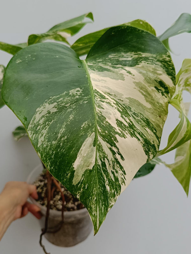 Monstera deliciosa variegata albo