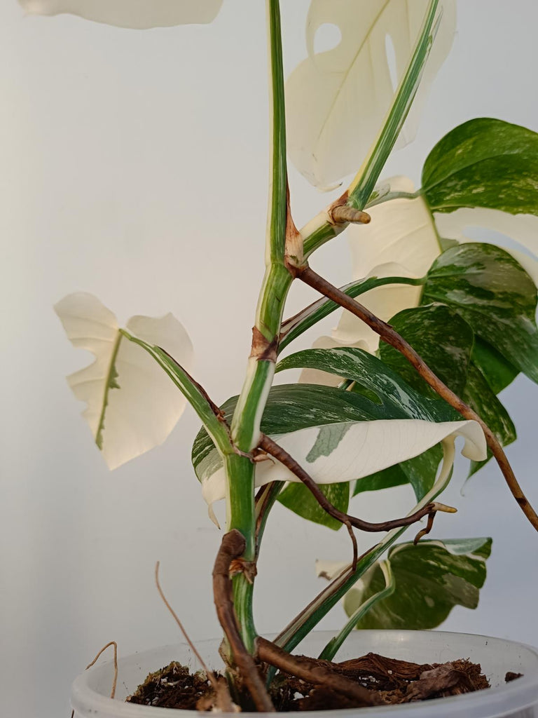 Monstera deliciiosa variegata albo extra white