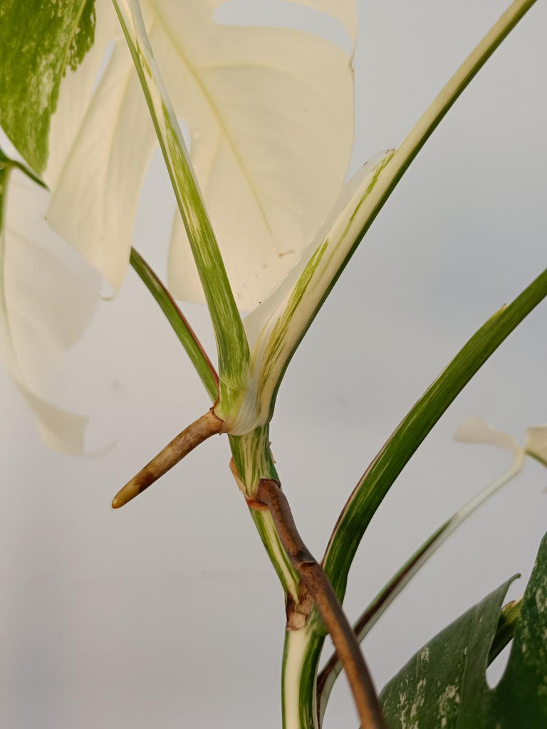 Monstera deliciiosa variegata albo extra white