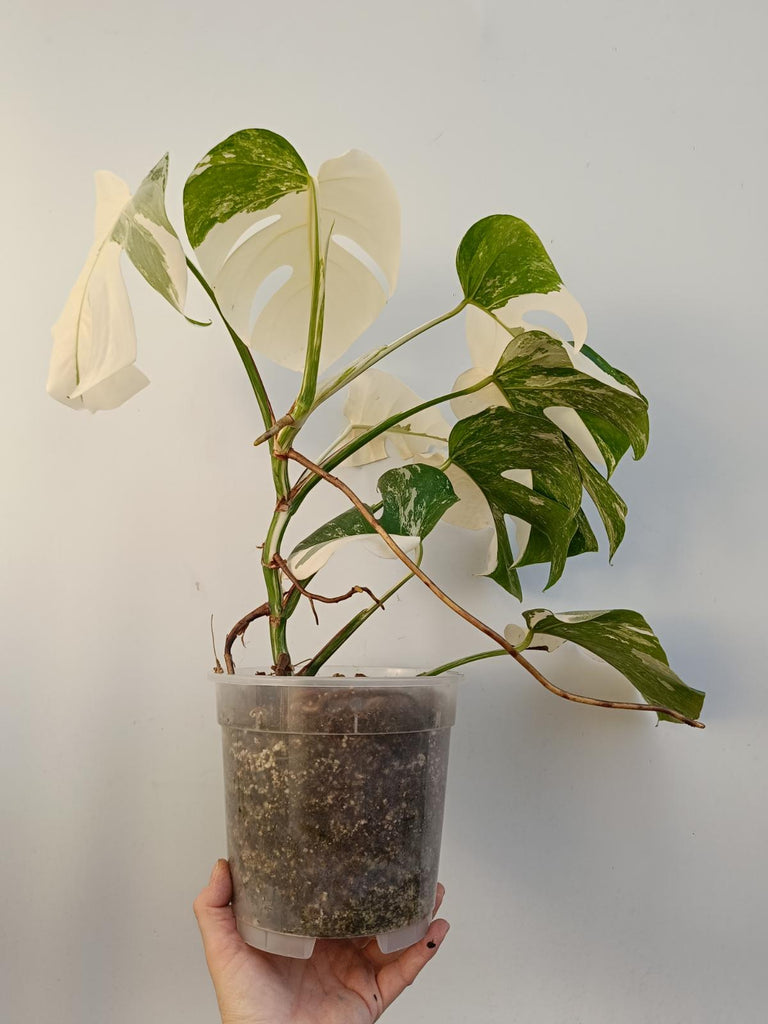 Monstera deliciiosa variegata albo extra white