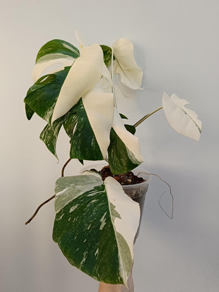 Monstera deliciiosa variegata albo extra white