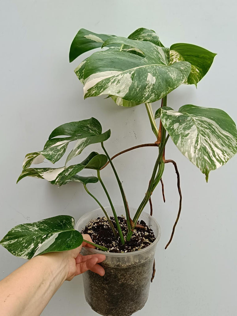 Monstera deliciosa variegata albo