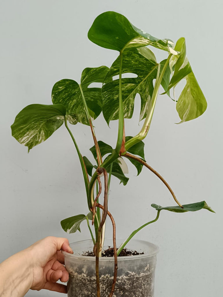 Monstera deliciosa variegata albo