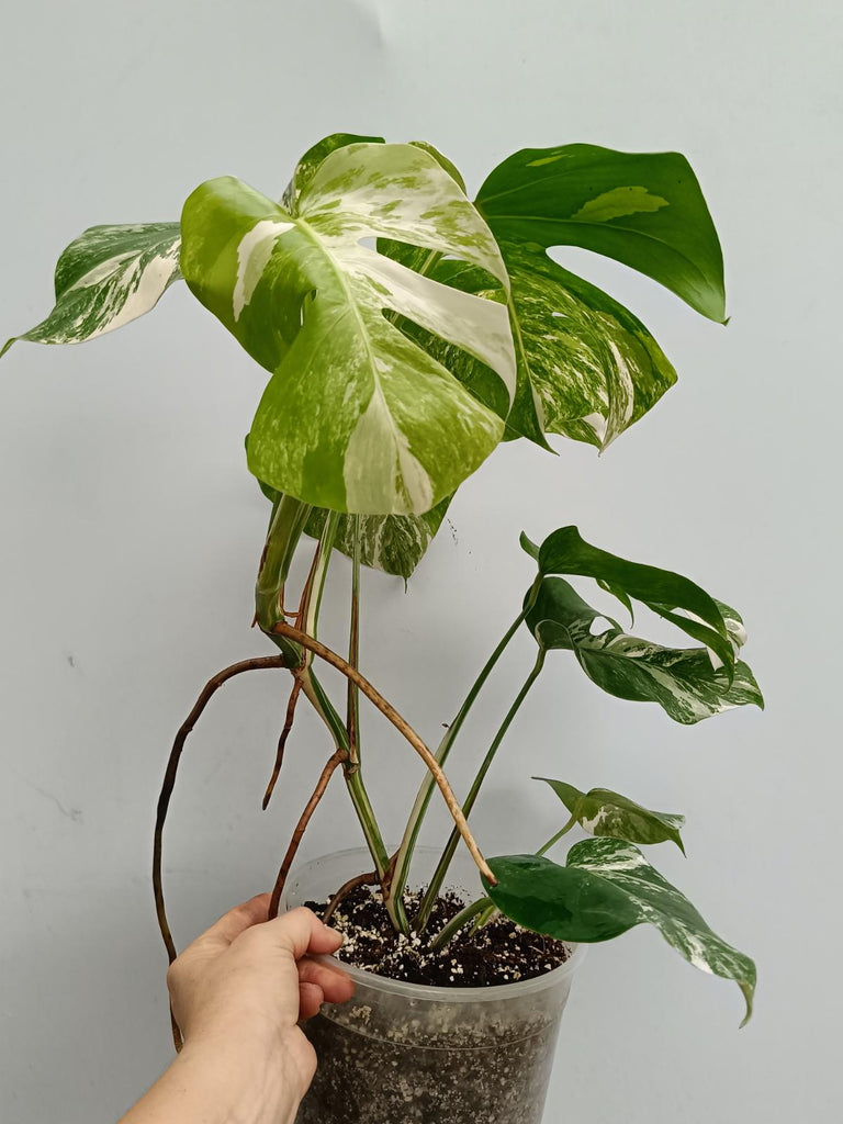 Monstera deliciosa variegata albo