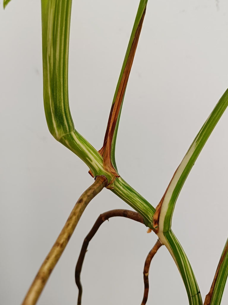 Monstera deliciosa variegata albo