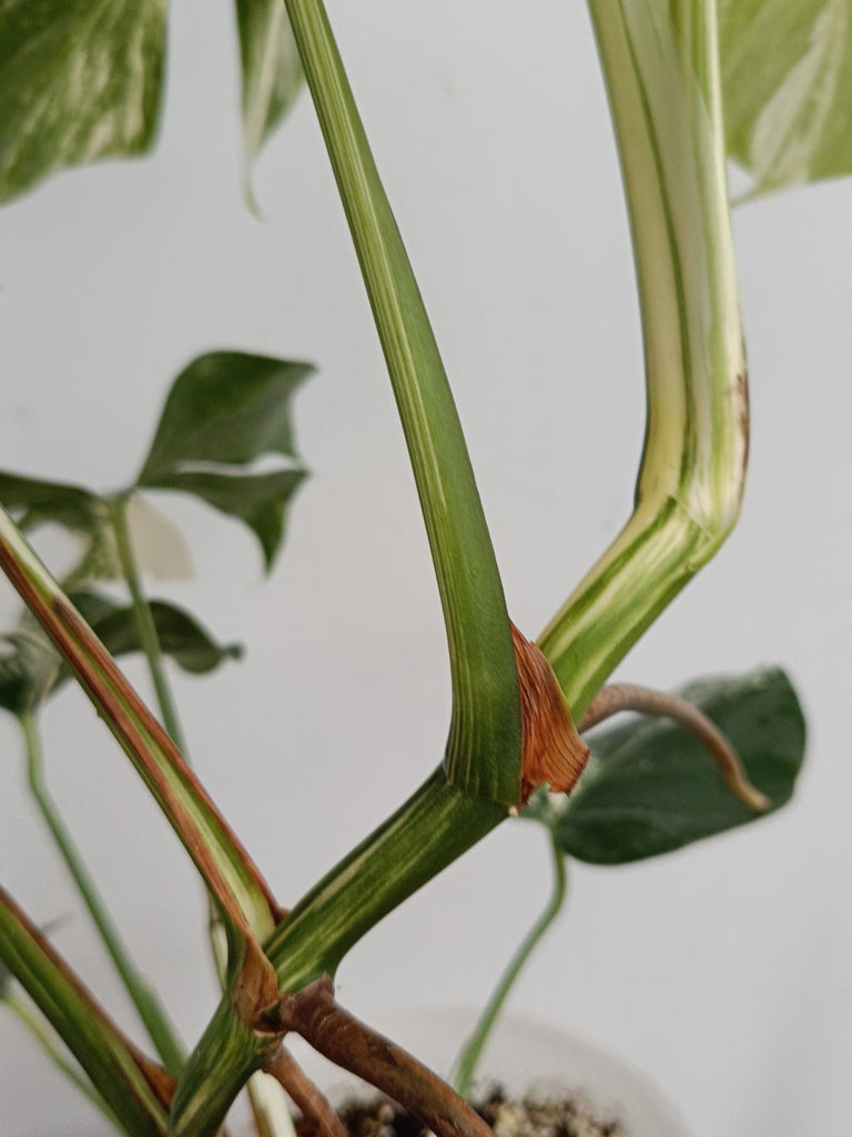 Monstera deliciosa variegata albo