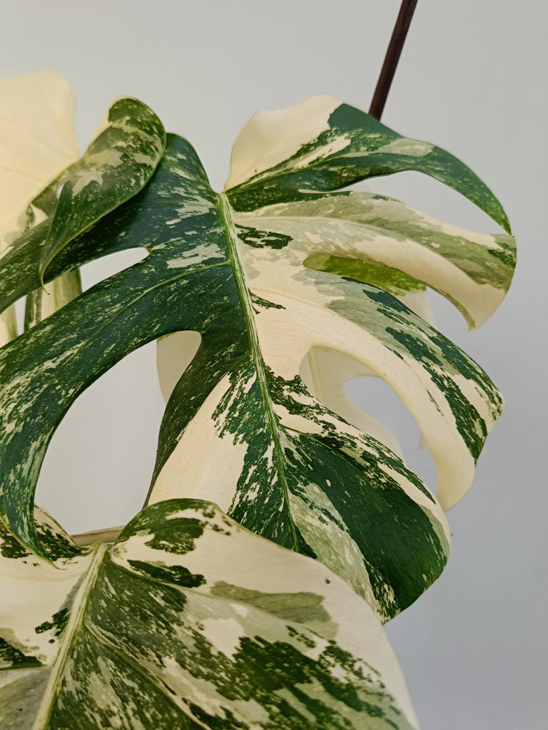 Monstera deliciosa variegata albo