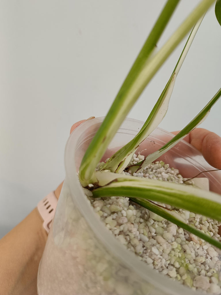 Monstera deliciosa variegata albo