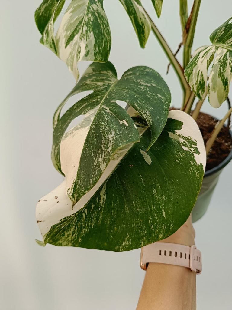 Monstera deliciosa variegata albo