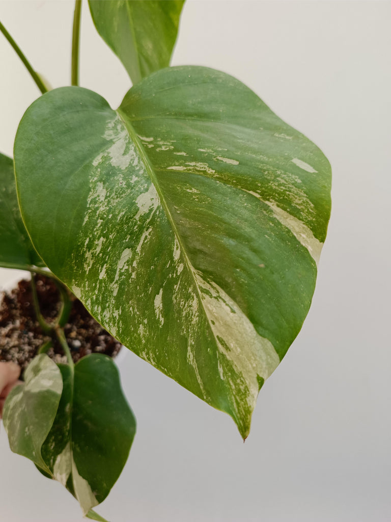 Monstera deliciosa variegata albo