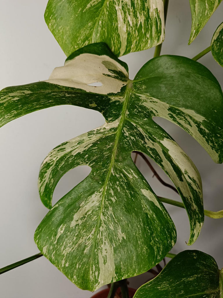 Monstera deliciosa variegata albo