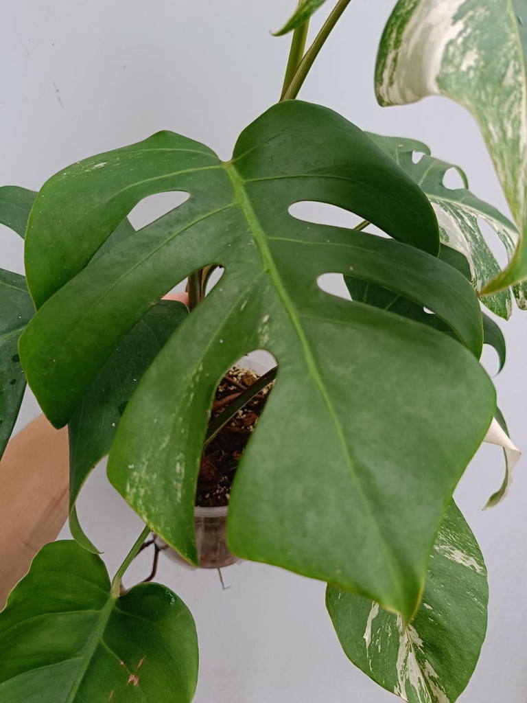 Monstera deliciosa variegata albo