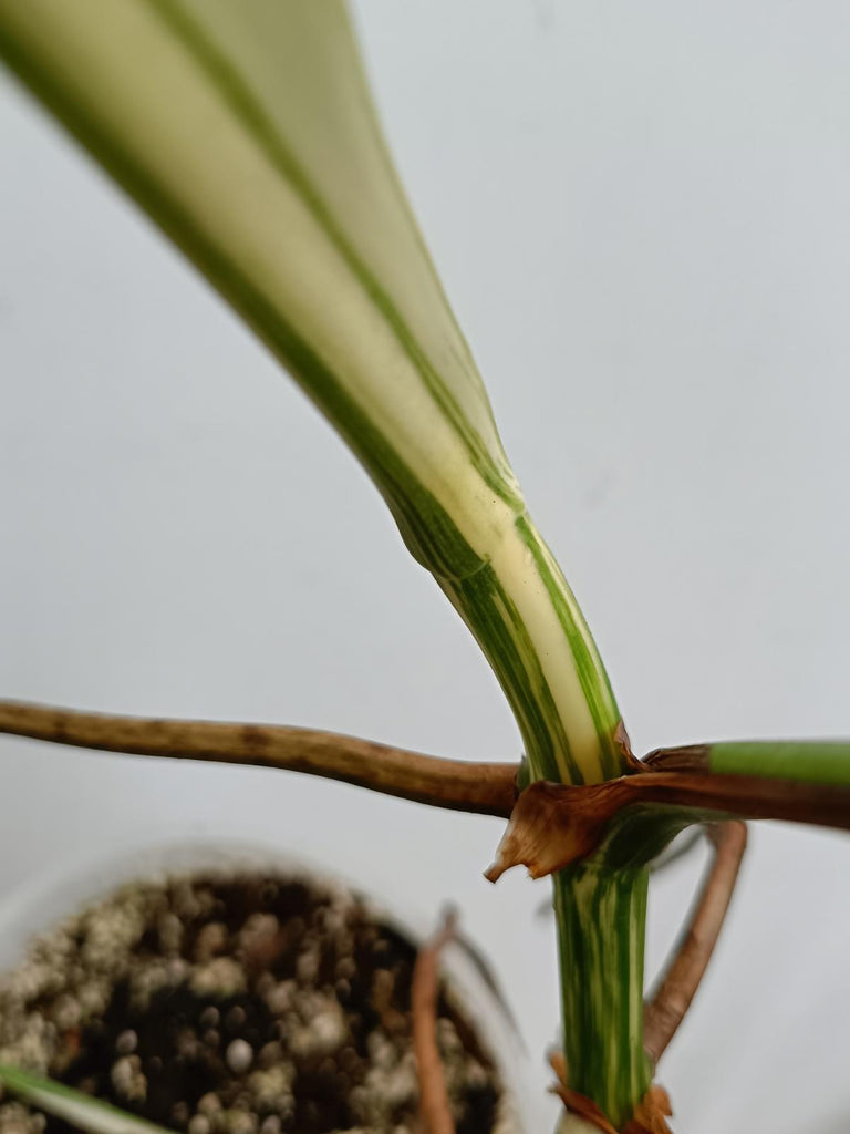 Monstera deliciosa variegata albo