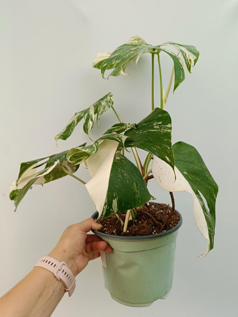 Monstera deliciosa variegata albo