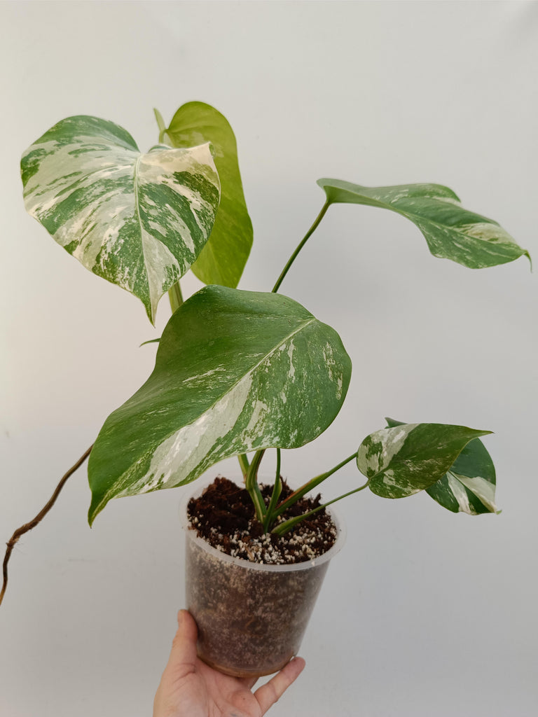 Monstera deliciosa variegata albo