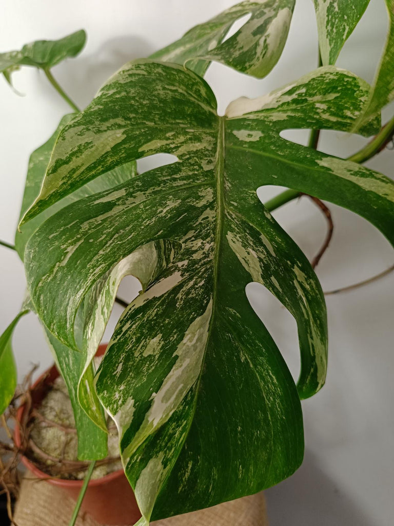 Monstera deliciosa variegata albo