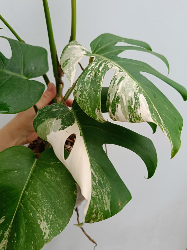 Monstera deliciosa variegata albo