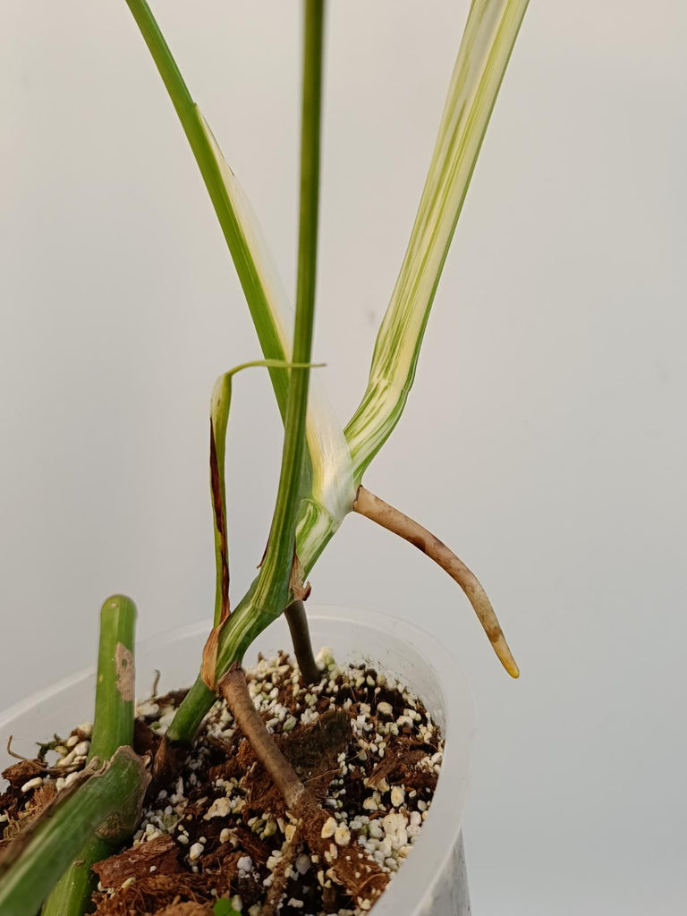 Monstera deliciosa variegata albo