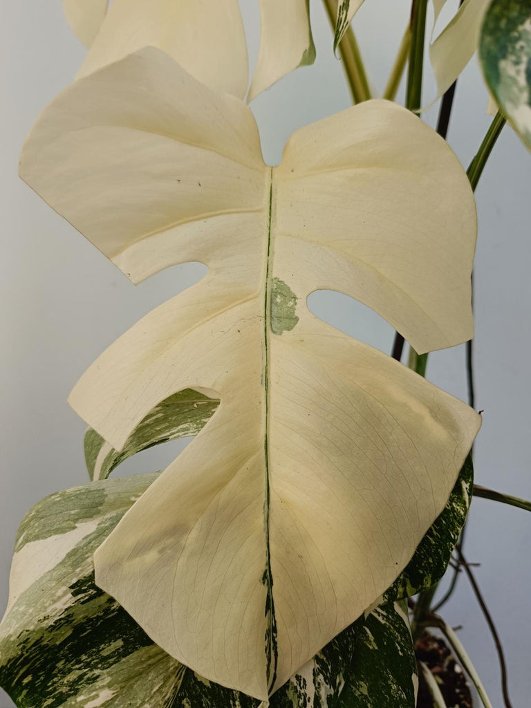 Monstera deliciosa variegata albo