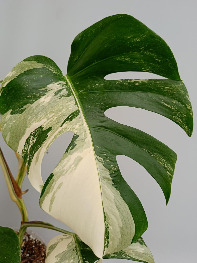 Monstera deliciosa variegata albo fullmoon