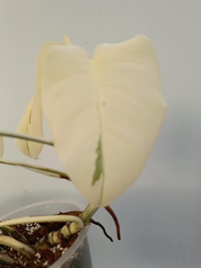 Monstera deliciosa variegata albo extra white